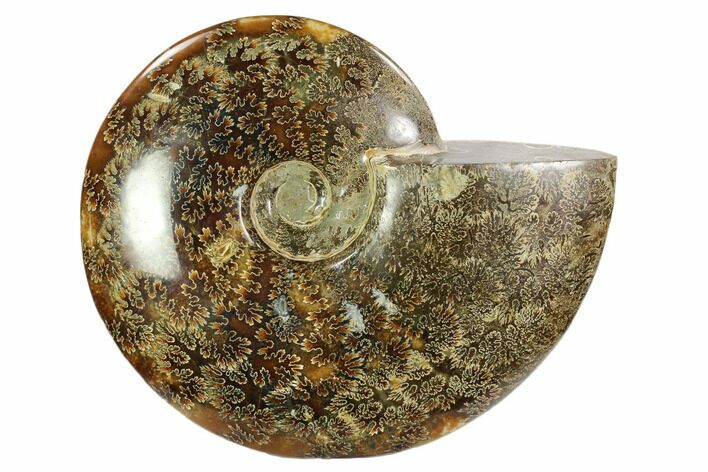 Polished, Agatized Ammonite (Cleoniceras) - Madagascar #102606